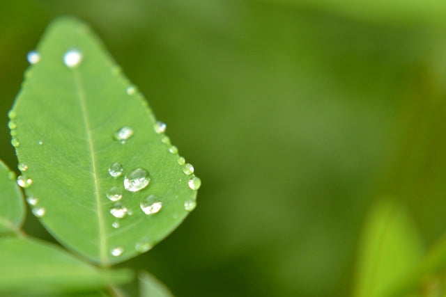 雨水