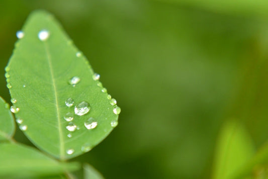 雨水