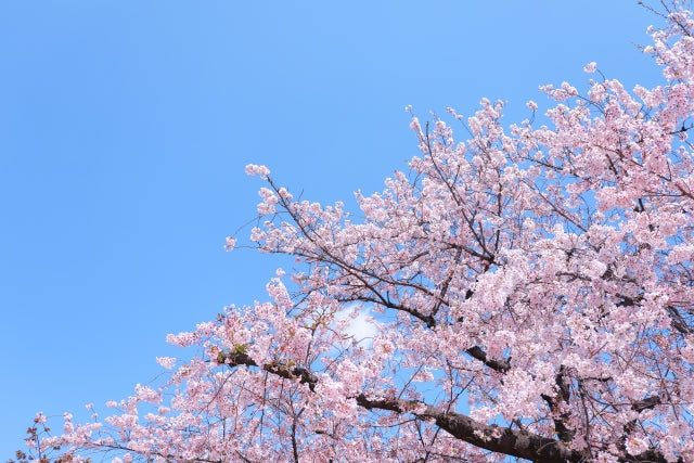 春分